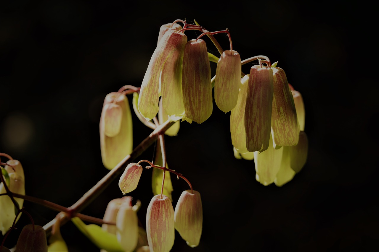 flower  blossom  bloom free photo