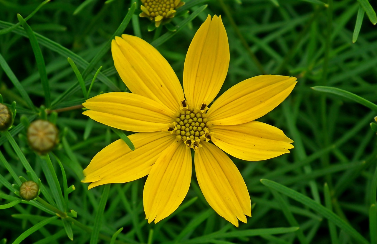 flower  yellow  summer free photo