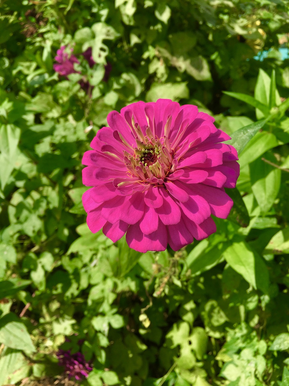 flower  purple  garden free photo