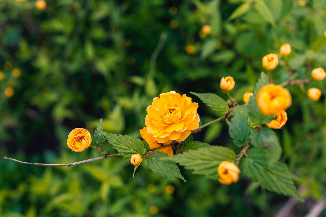 flower  flowers  yellow free photo