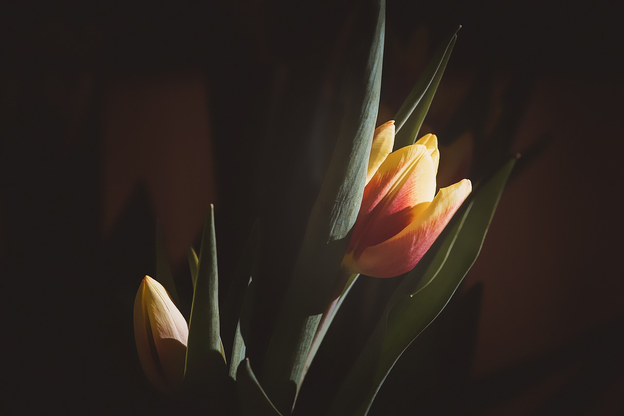 flower  tulip  yellow free photo