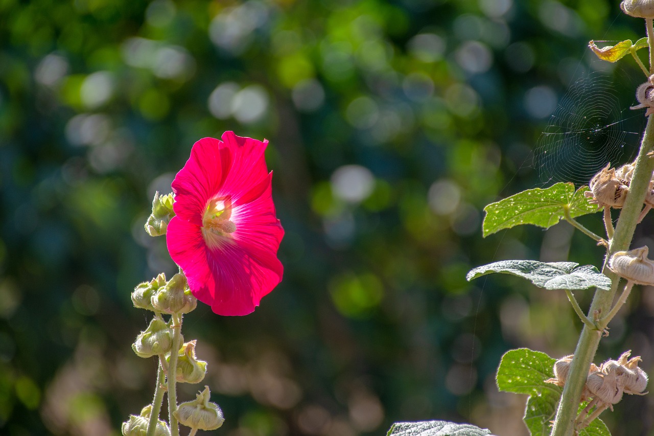 flower  garden  nature free photo