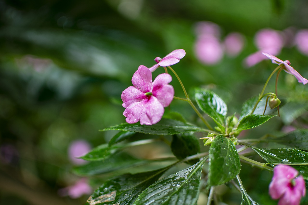 flower  nature  beauty free photo