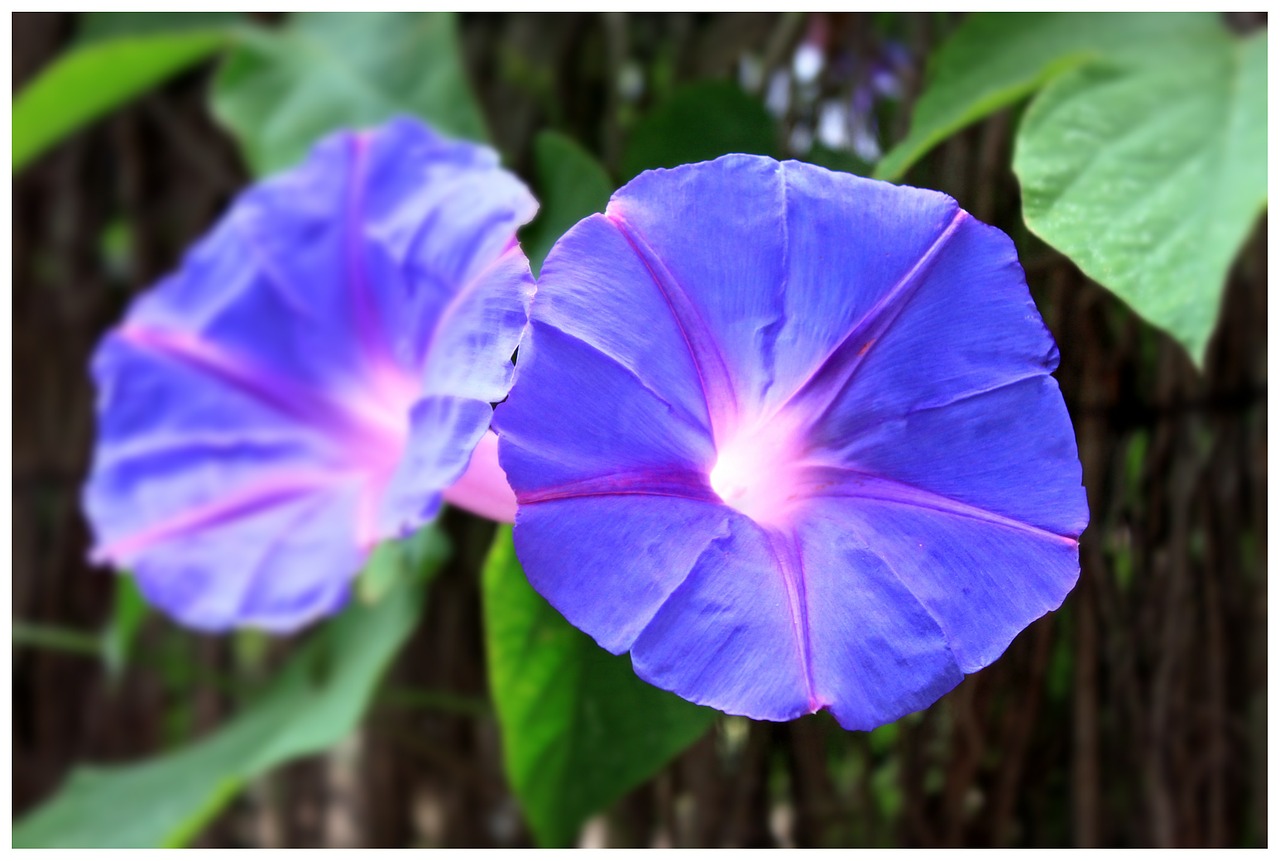 blossom bloom flower free photo