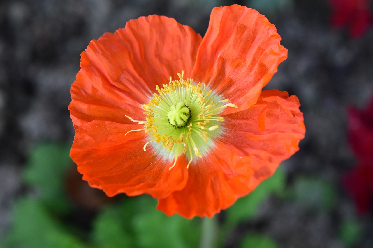 flower  orange blossom  pistil free photo