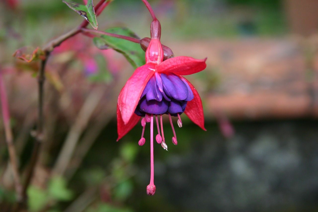 flower  fuschia  summer free photo