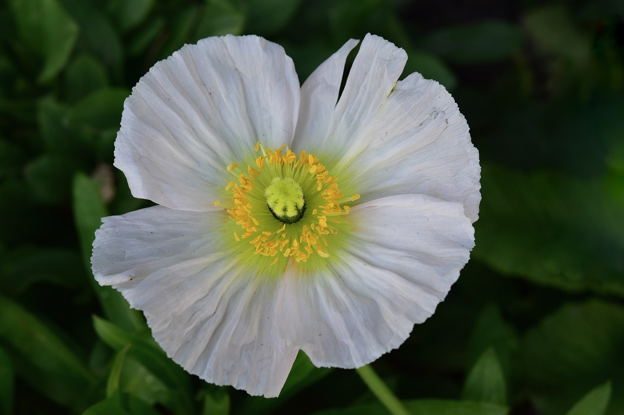 flower  white flower  pistil free photo