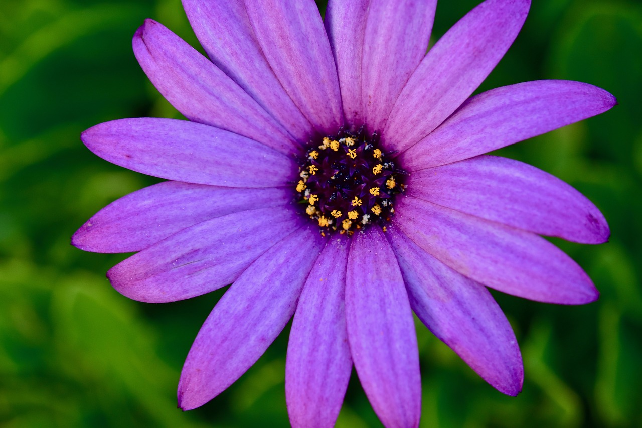 flower  purple flower  petals free photo