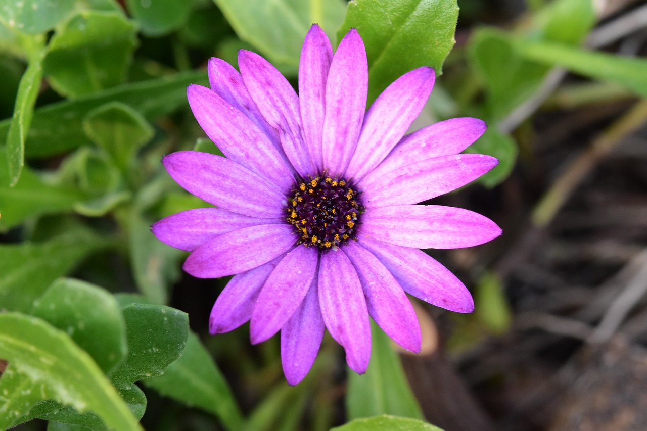 flower  purple flower  flower petals free photo