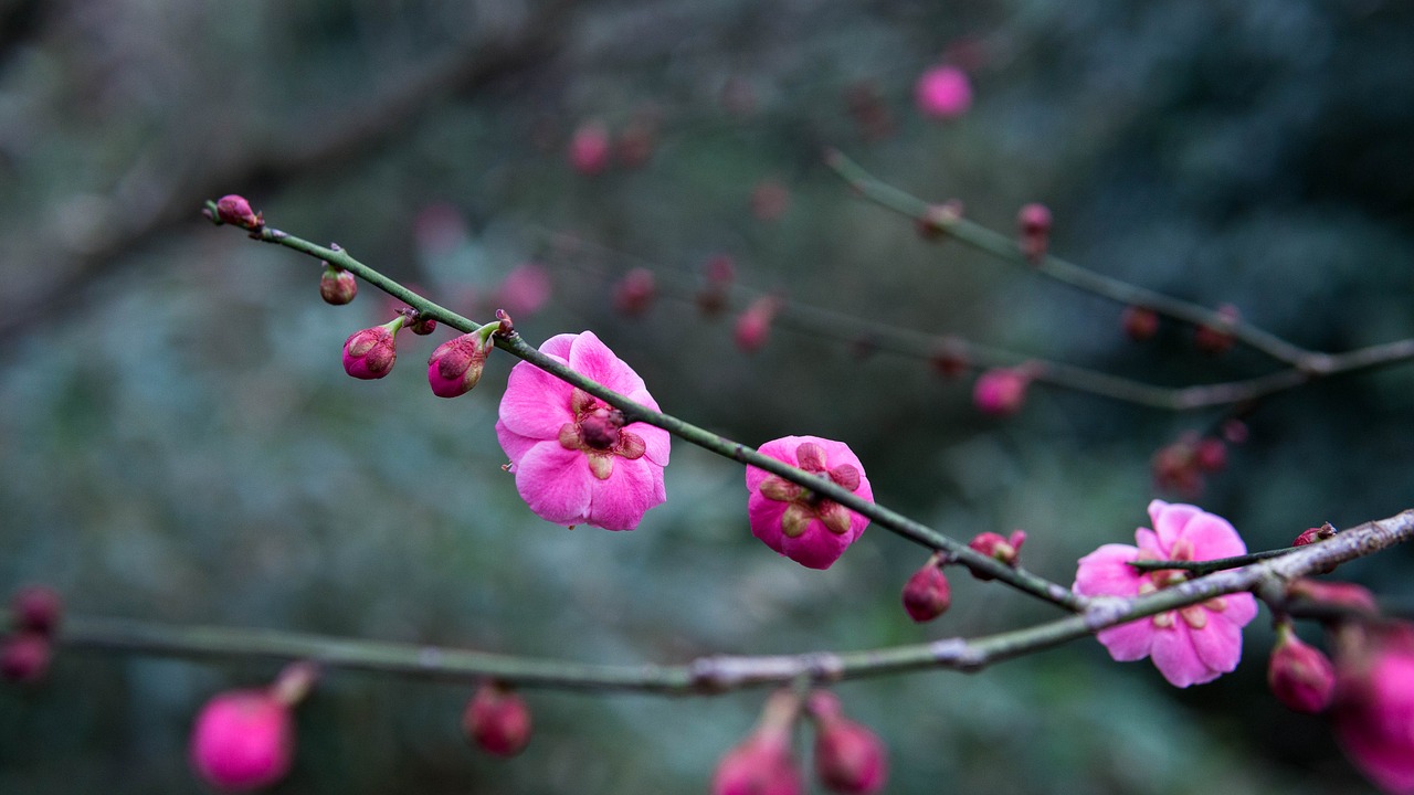 flower  plum blossom  spring free photo