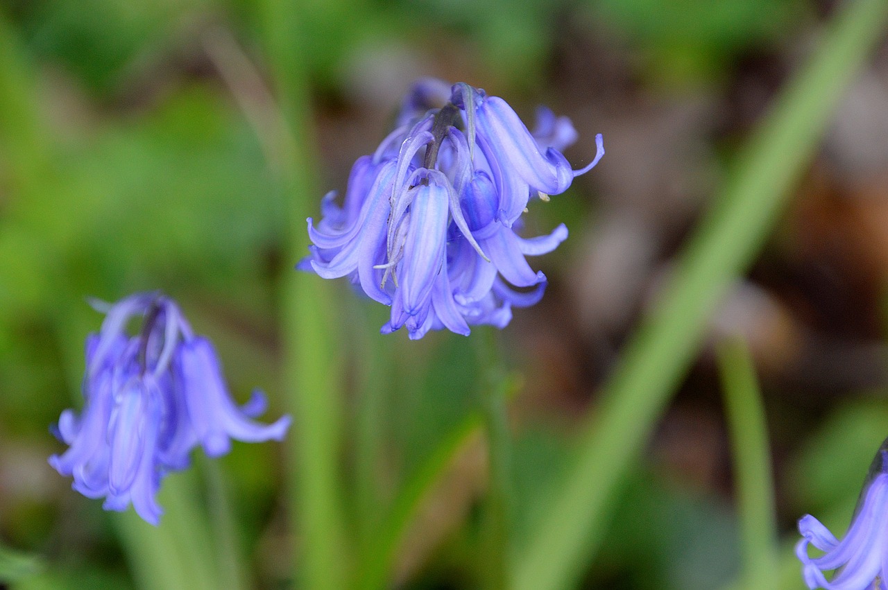 flower  plant  nature free photo