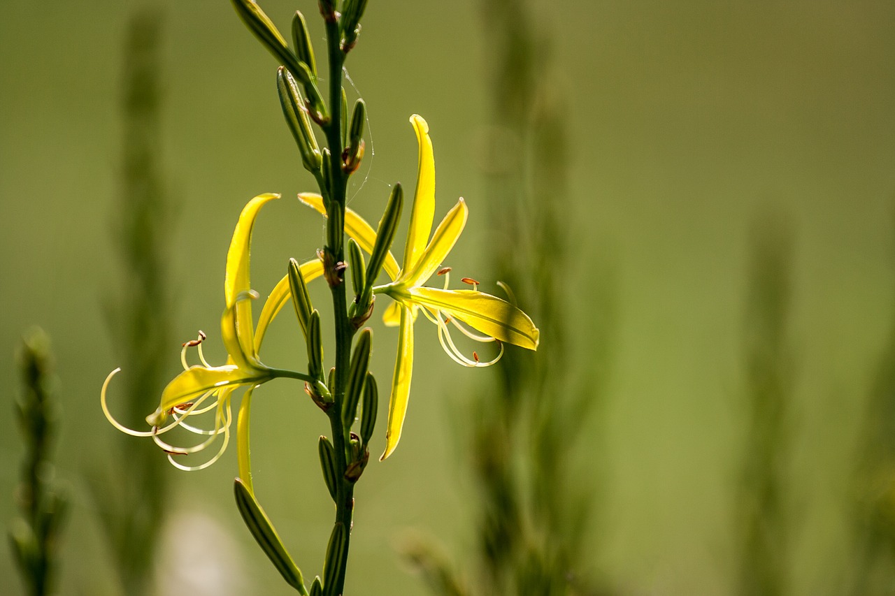 flower  plant  nature free photo