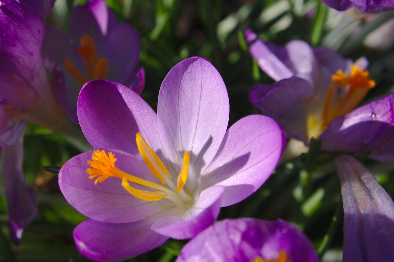 flower  purple  macro free photo