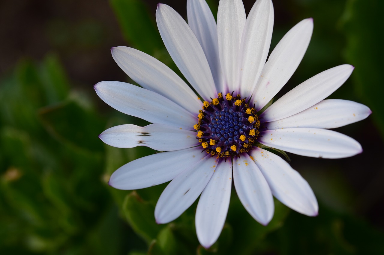 flower  daisy flower  white free photo