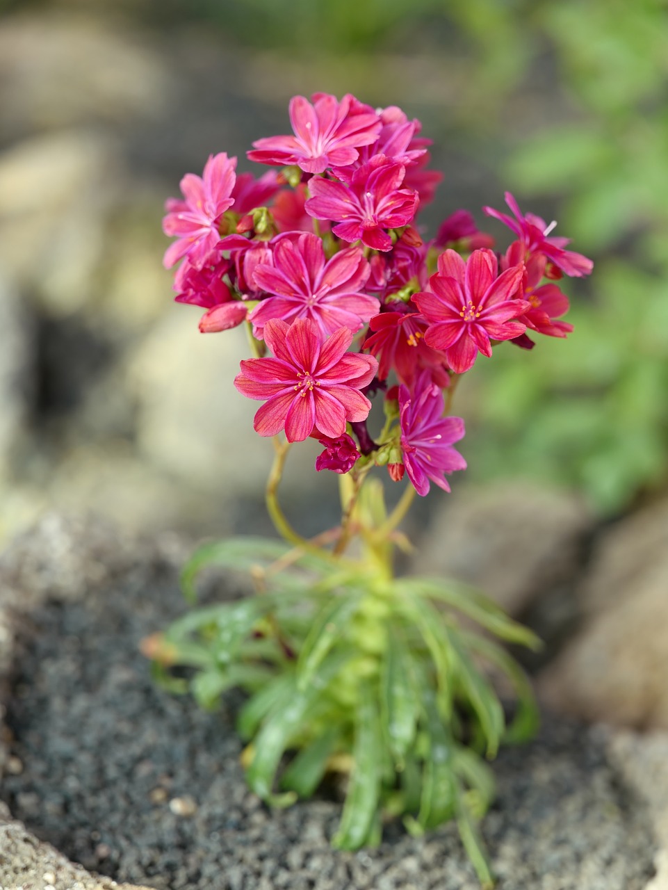 flower  nature  summer free photo