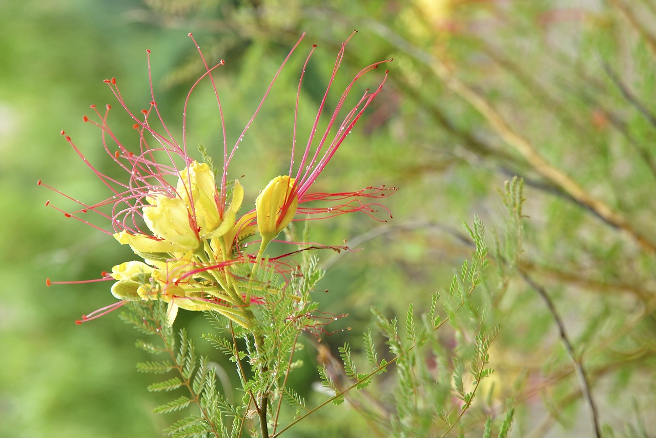 flower  spring  flora free photo