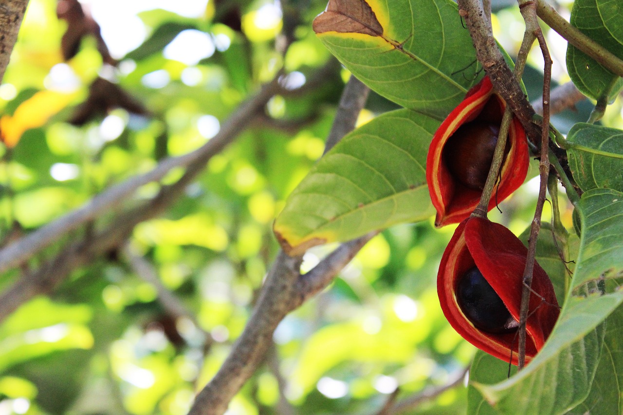 flower  chestnut  flowers free photo