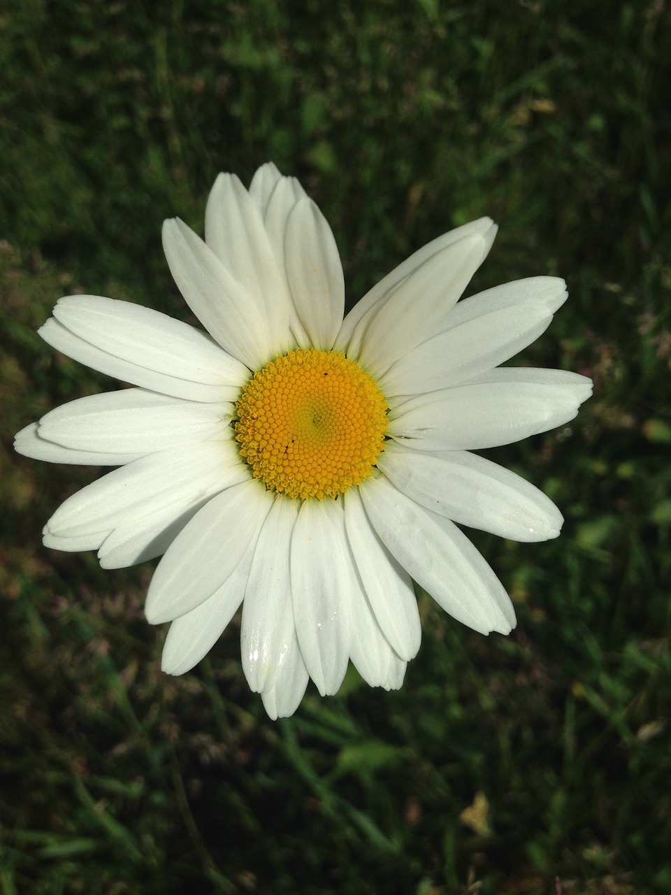 flower  white  margarita free photo