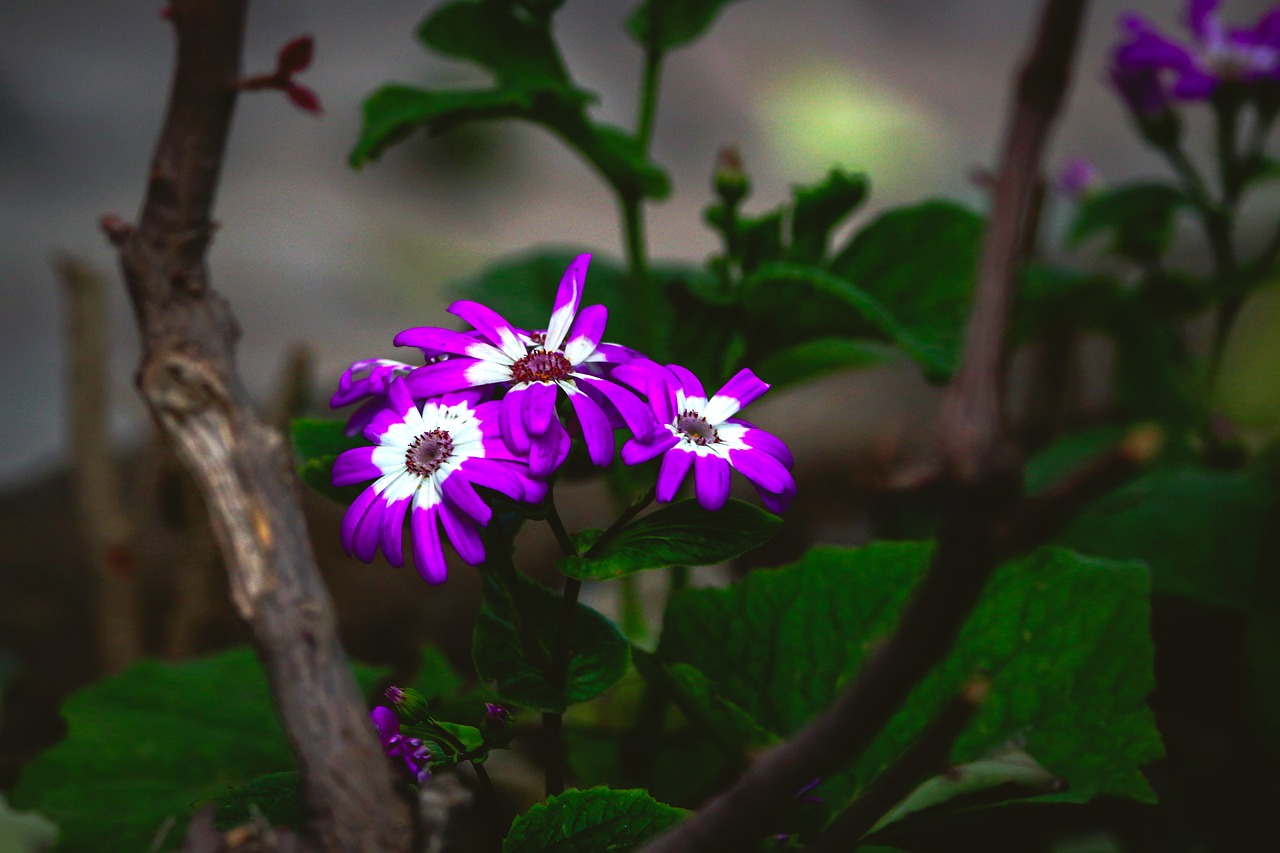 flower  purple  white free photo