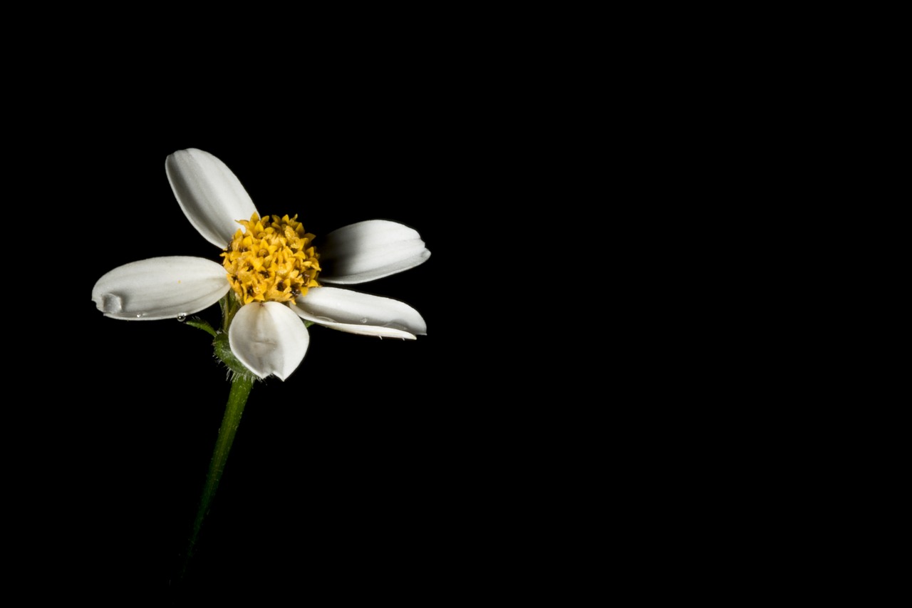 flower  quindío  colombia free photo