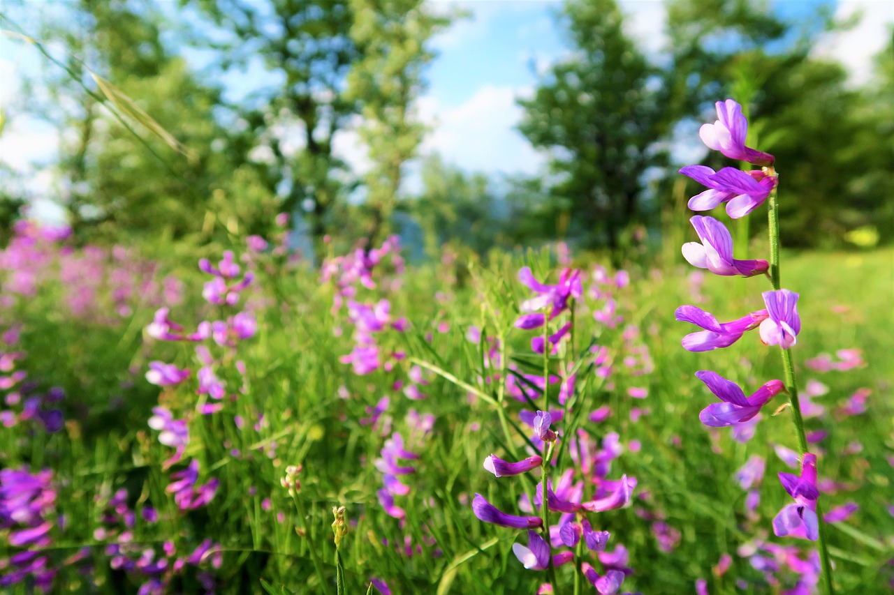 flower  clover  spring free photo