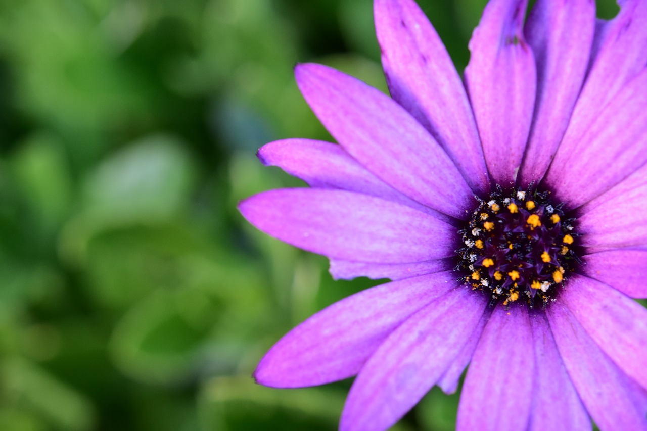 flower  flowers  purple flowers free photo