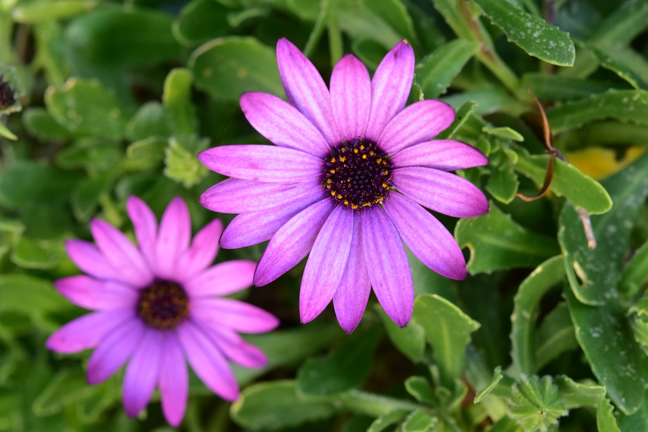 flower  flowers  purple flowers free photo