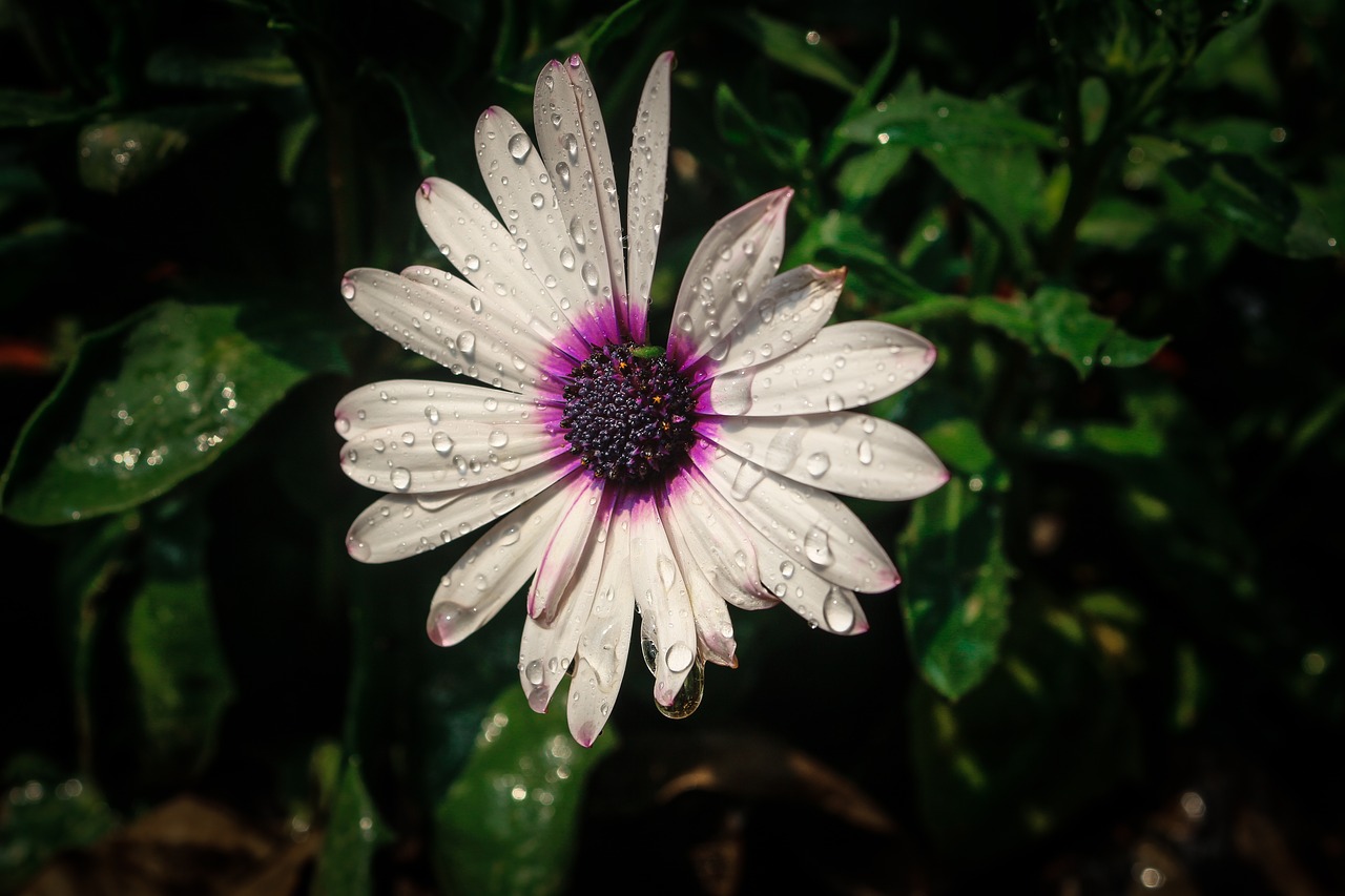 flower  water drops  nature free photo