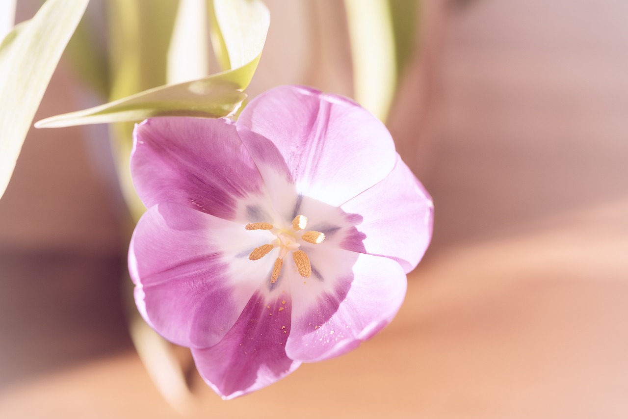 flower  tulip  pink free photo