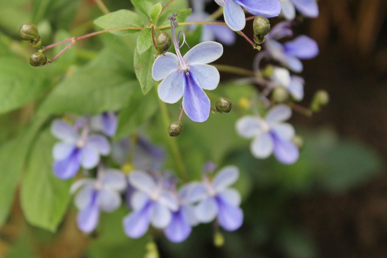 flower  nature  purple free photo