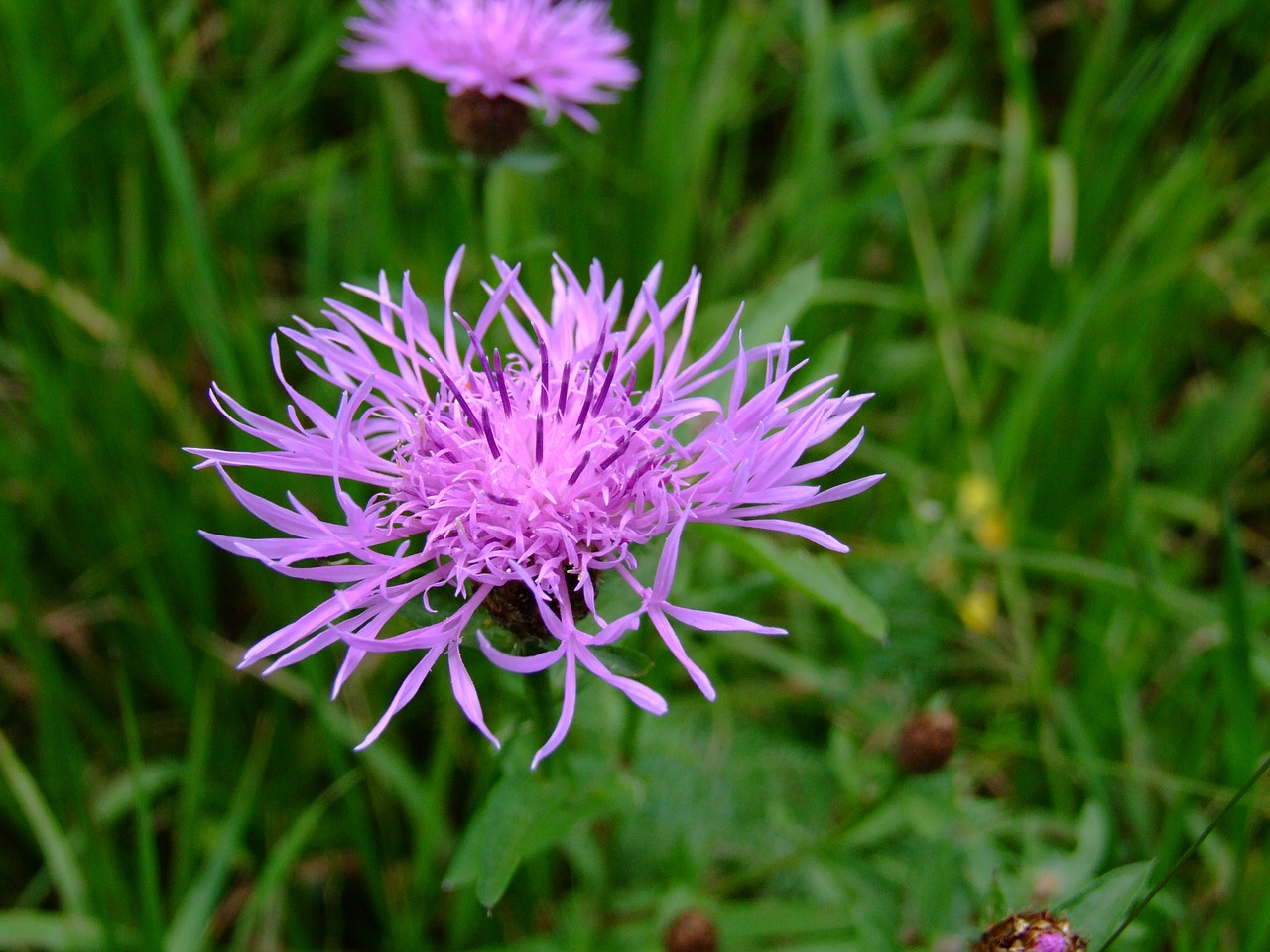 flower  grass  meadow free photo