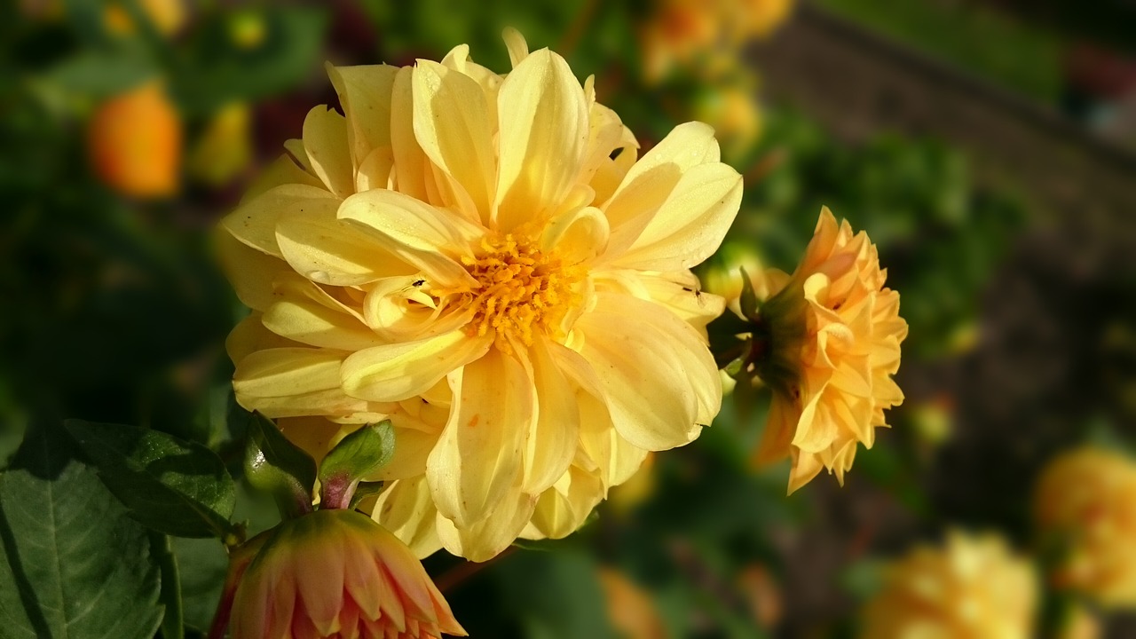 flower  garden  yellow free photo