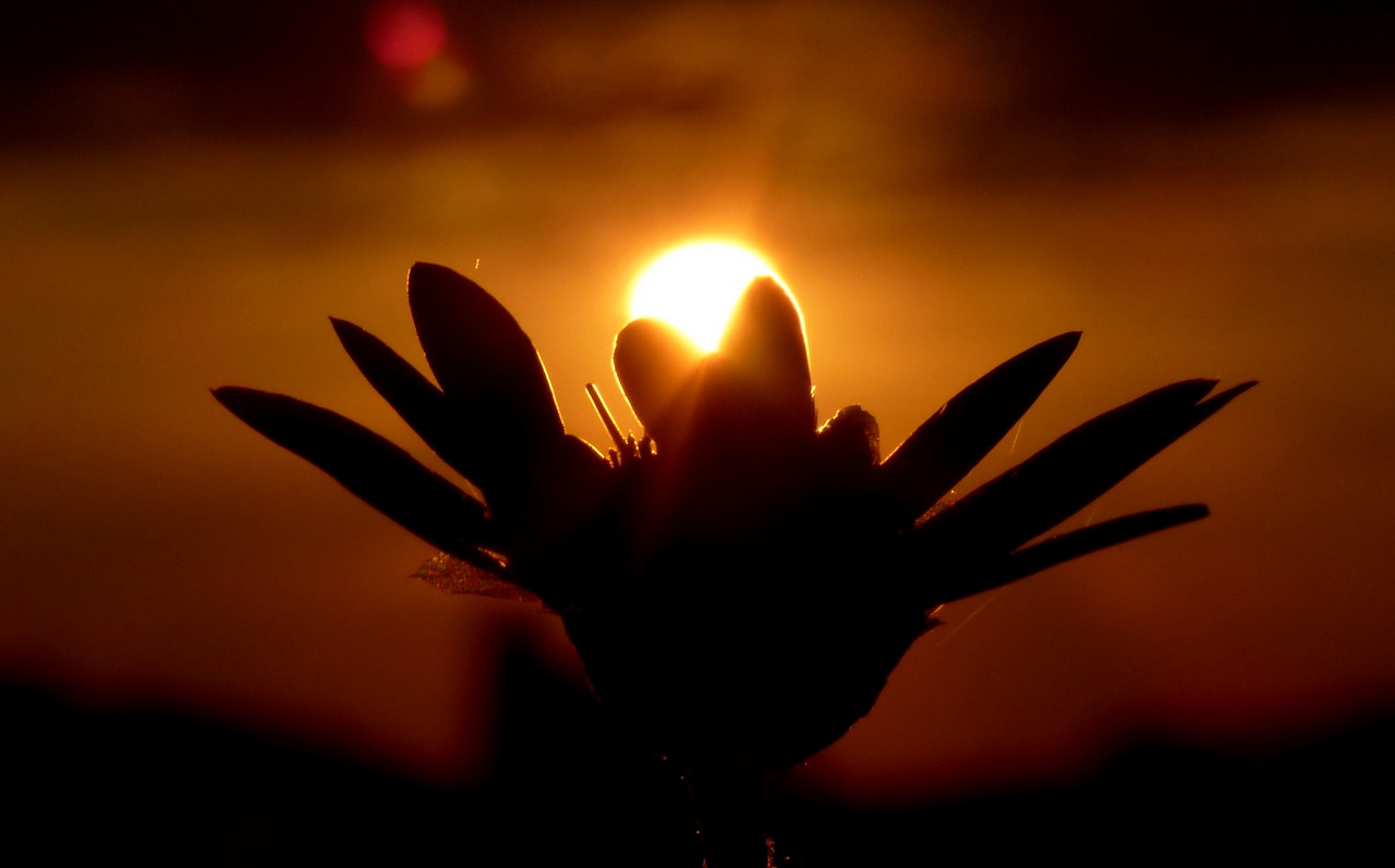 flower  sunset  nature free photo