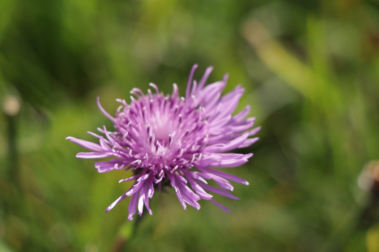 flower  plant  summer flower free photo