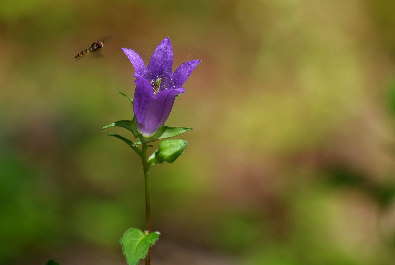 flower  forest  nature free photo