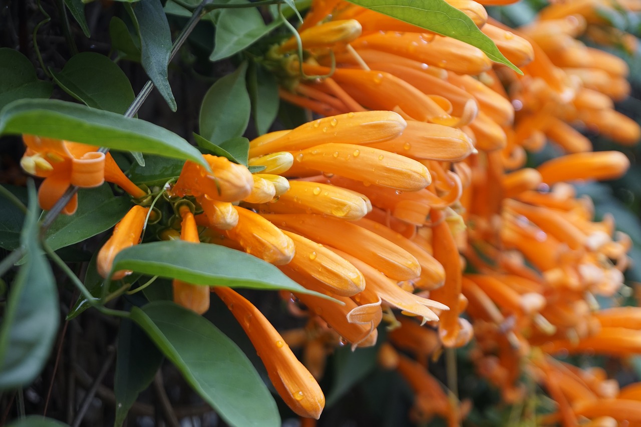 flower  flower bunches peppers  orange free photo