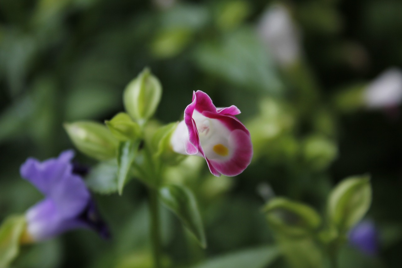 flower  the leaves  green free photo