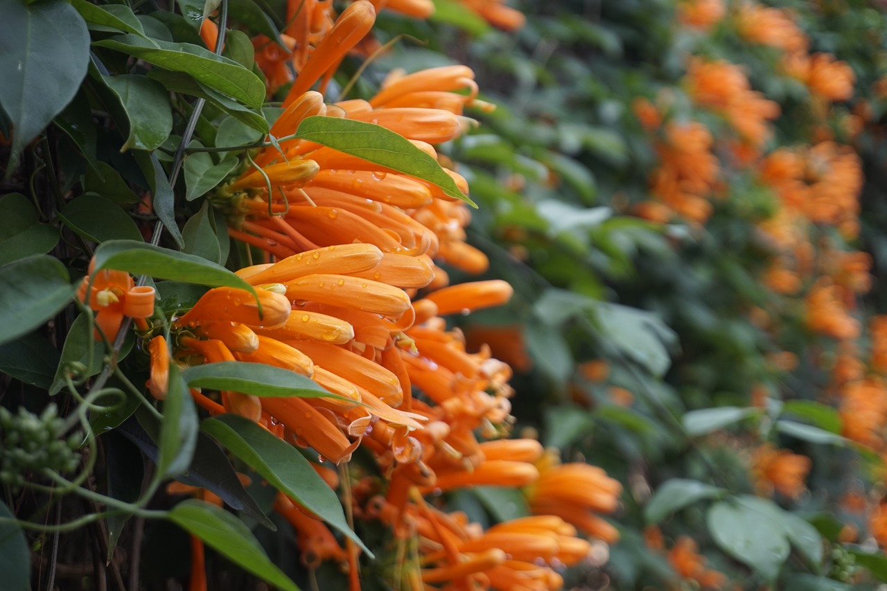 flower  flower bunches peppers  orange free photo