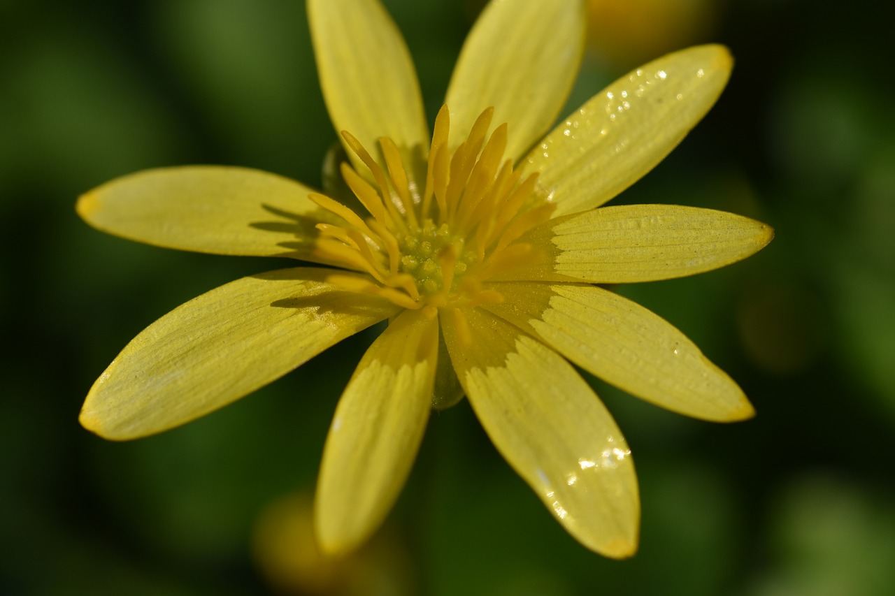 flower  flowers  buttercup free photo