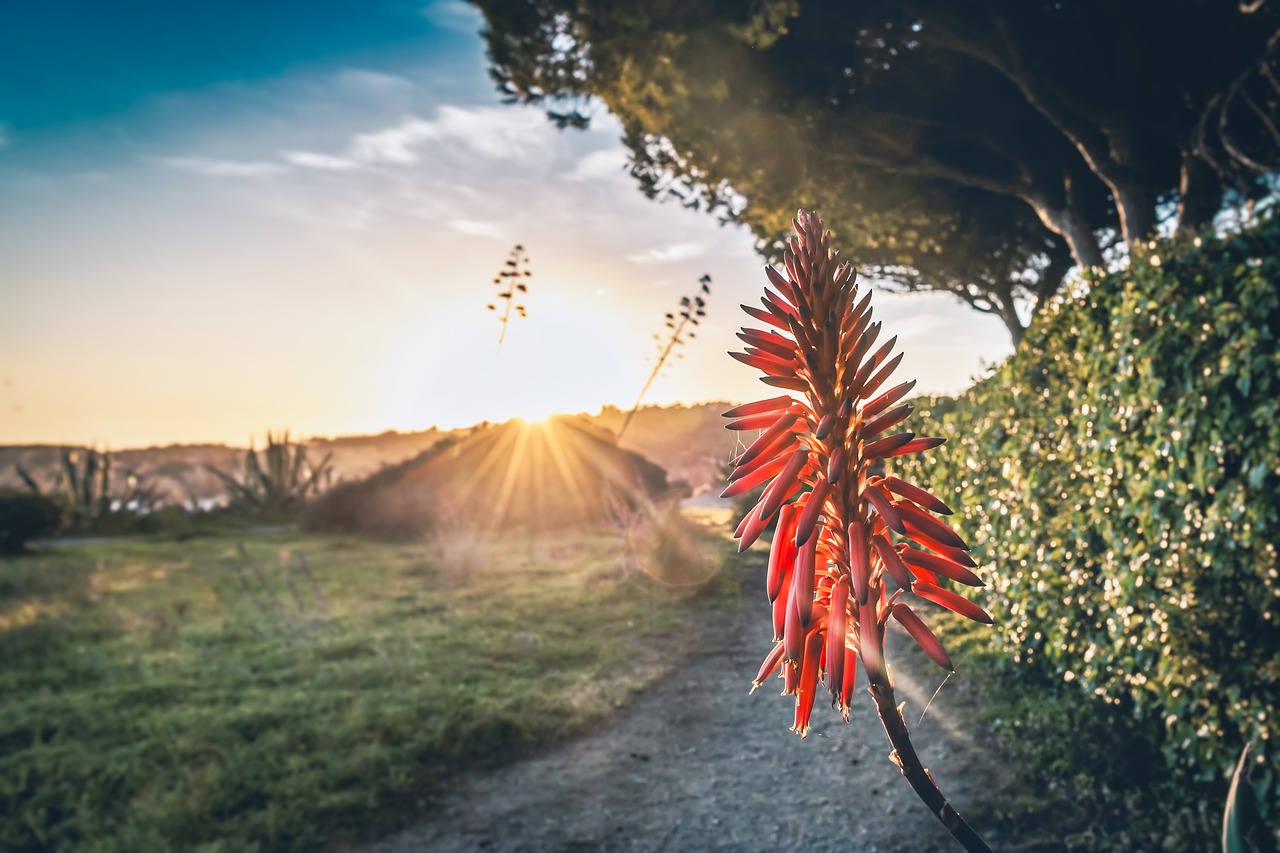 flower  sunset  sky free photo