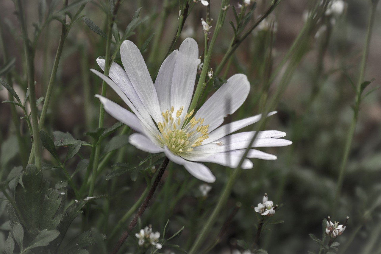 flower  blossom  bloom free photo