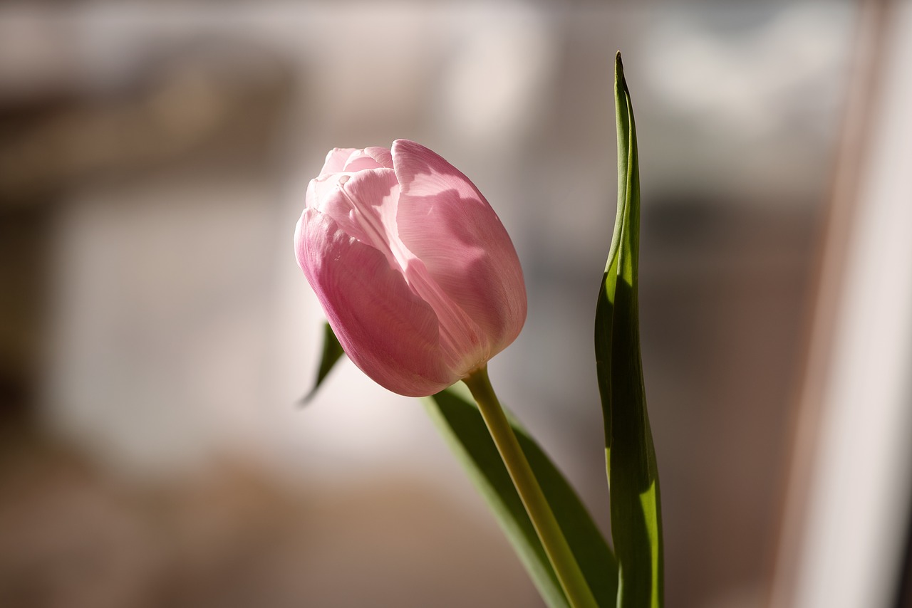 flower  pink  tulip free photo