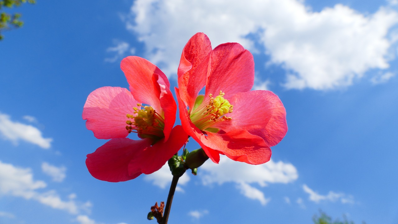 flower  quince  spring free photo