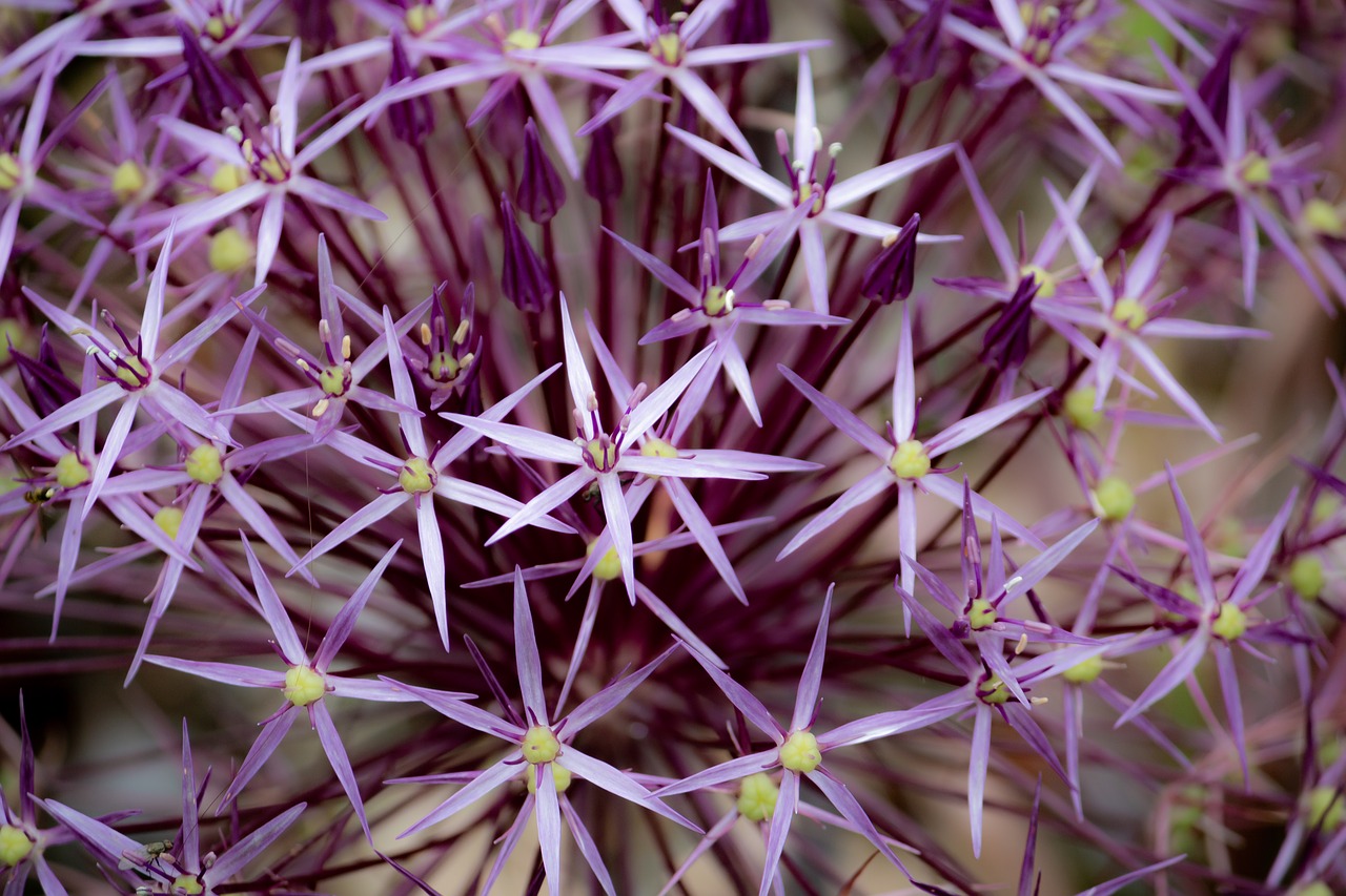 flower  purple  bloom free photo