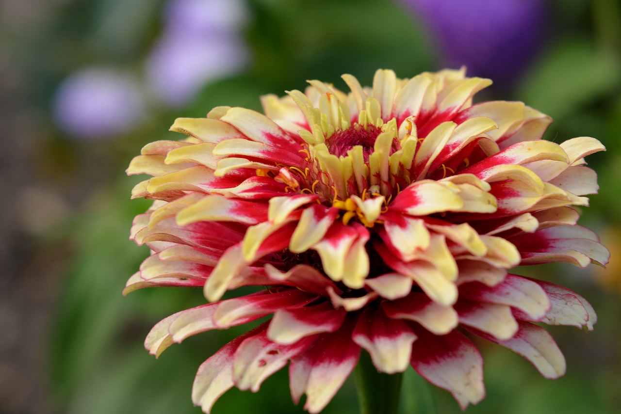 flower  zinnia  garden free photo