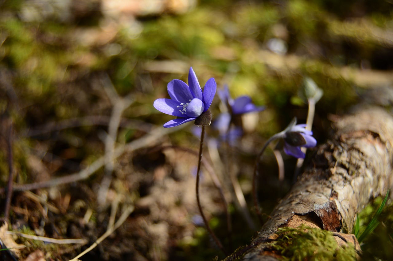 flower  bokeh  nature free photo