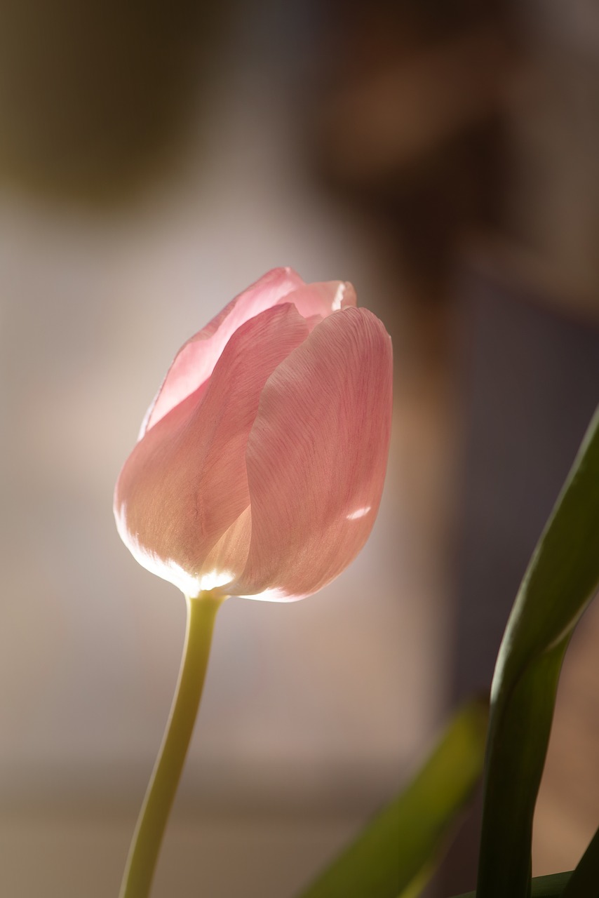 flower  tulip  pink free photo