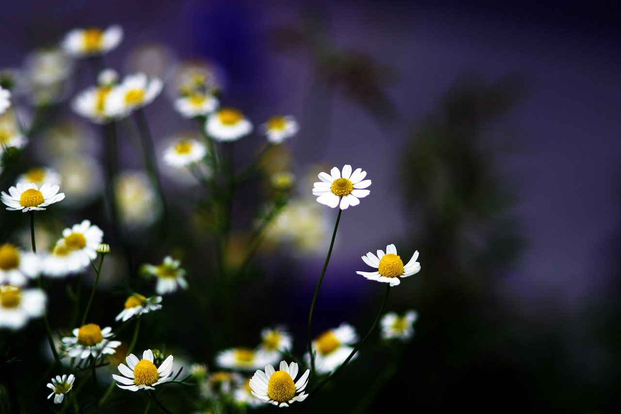 flower  flowers  wild flower free photo