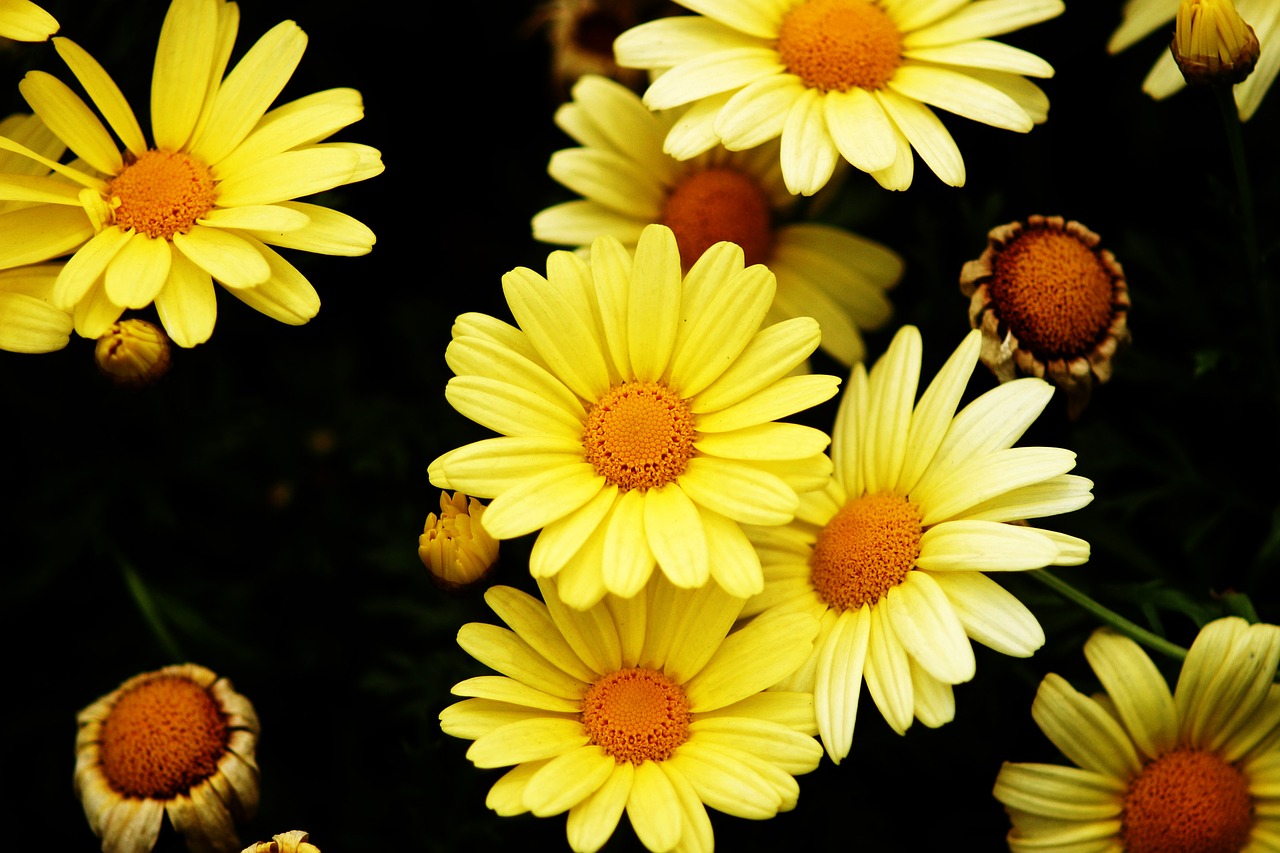 flower  flowers  yellow petal free photo