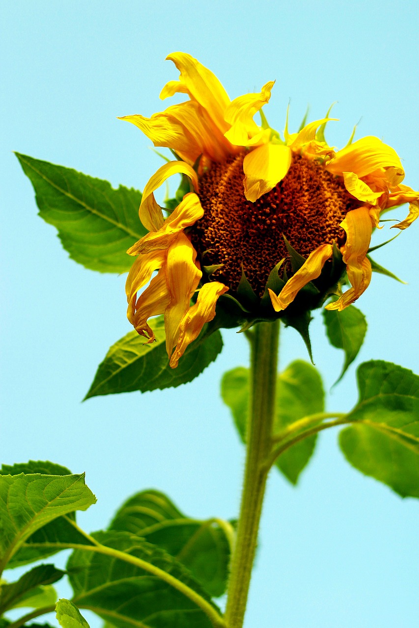 flower  sunflower  tangled free photo